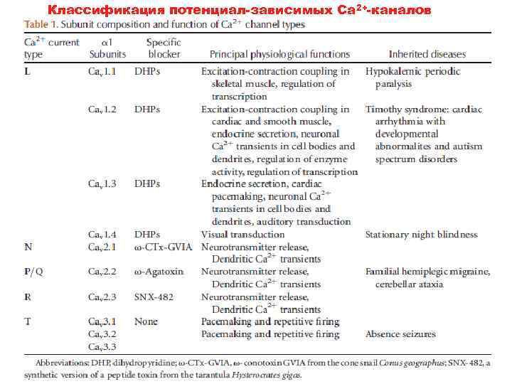 Классификация потенциал-зависимых Са 2+-каналов 