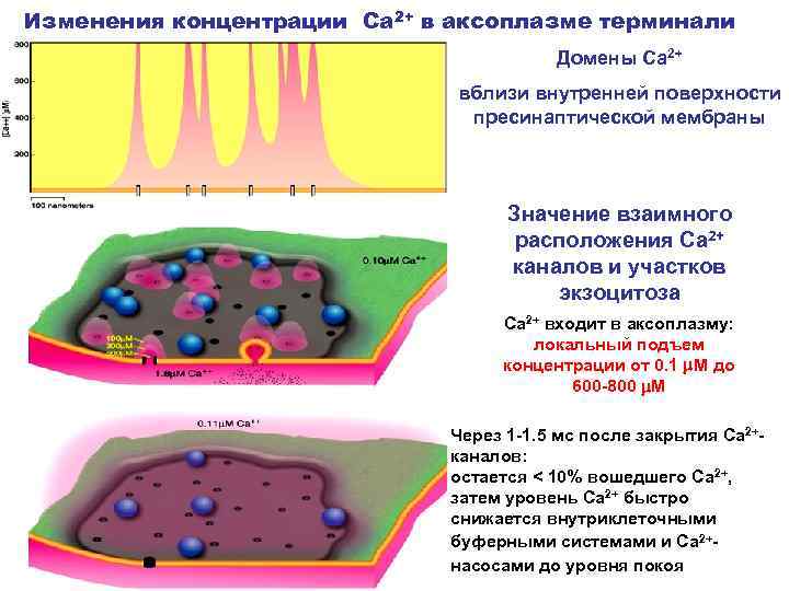 Изменения концентрации Са 2+ в аксоплазме терминали Домены Са 2+ вблизи внутренней поверхности пресинаптической