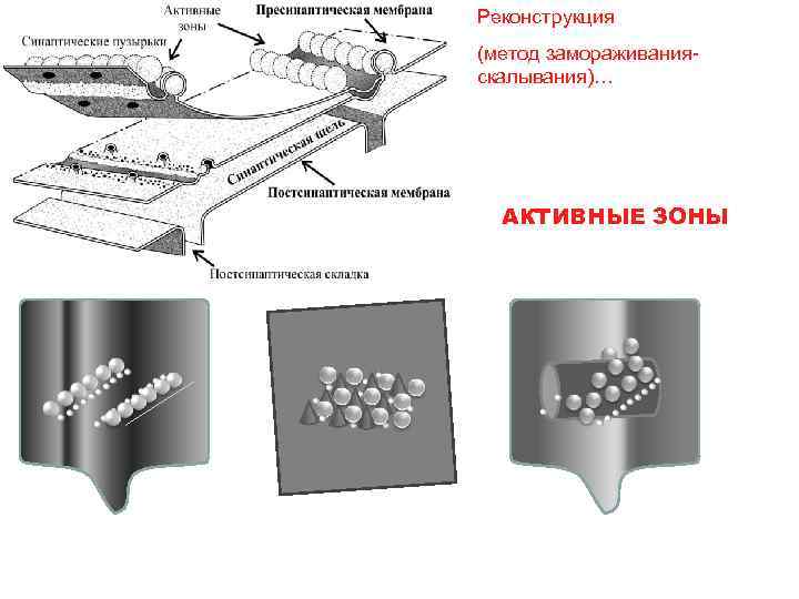 Реконструкция (метод замораживанияскалывания)… АКТИВНЫЕ ЗОНЫ 