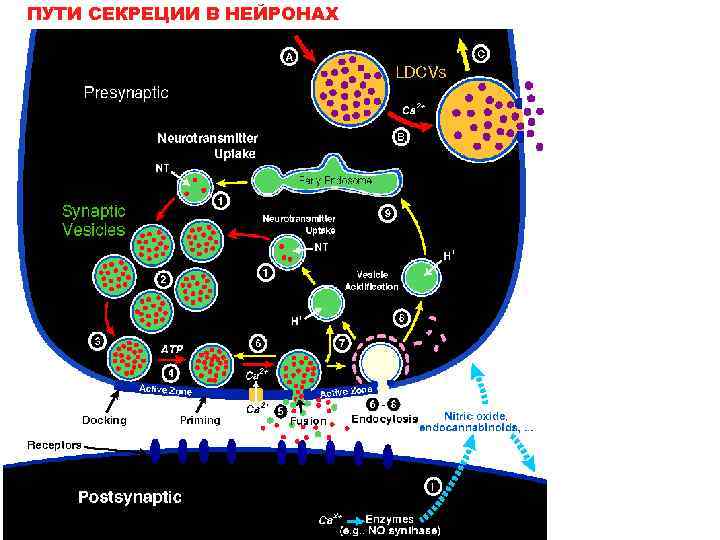 ПУТИ СЕКРЕЦИИ В НЕЙРОНАХ 