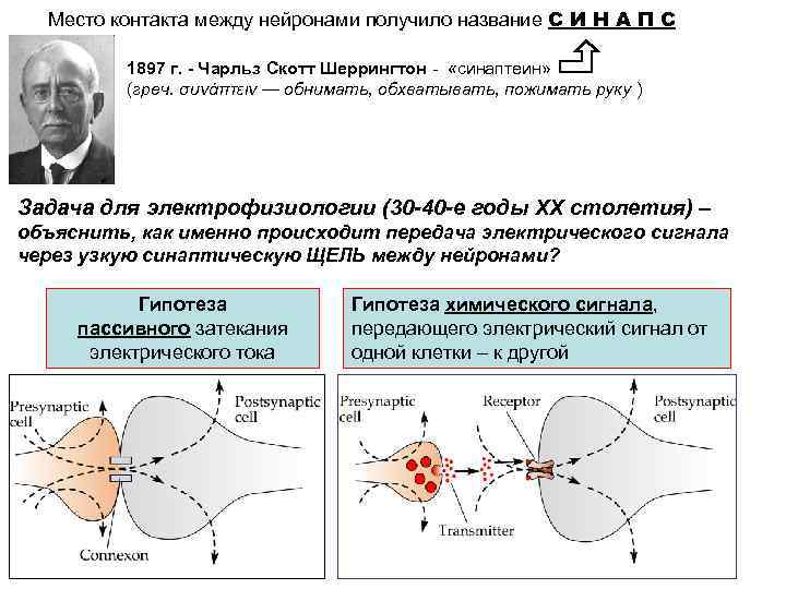 Место контакта между нейронами получило название С И Н А П С 1897 г.
