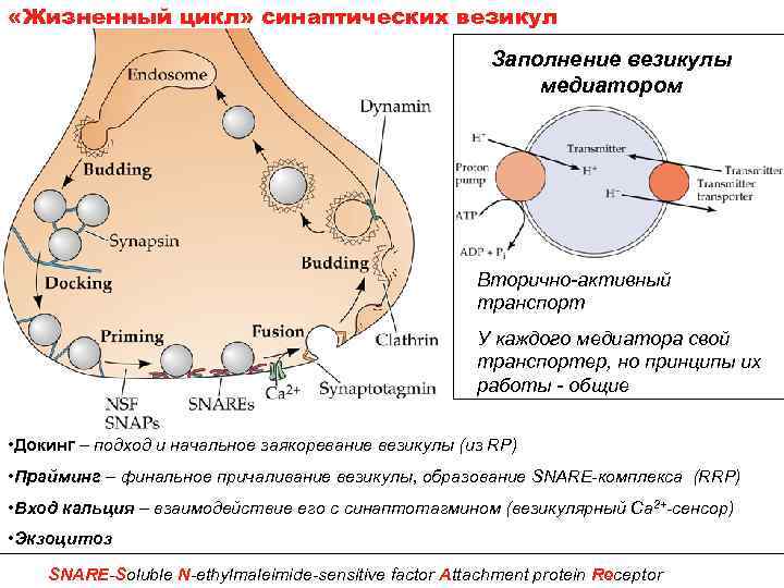  «Жизненный цикл» синаптических везикул Заполнение везикулы медиатором Вторично-активный транспорт У каждого медиатора свой