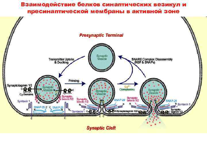 Взаимодействие белка. Везикулы в пресинаптической мембране. Белки синаптических везикул. Активные зоны пресинаптической мембраны. Белки пресинаптической мембраны.