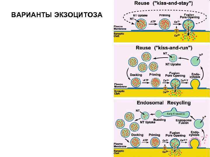 Конспекты лекции физиология