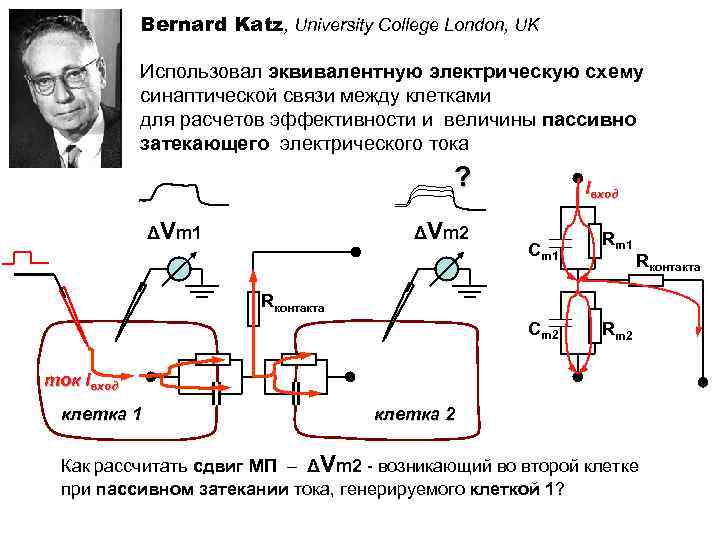 Bernard Katz, University College London, UK Использовал эквивалентную электрическую схему синаптической связи между клетками