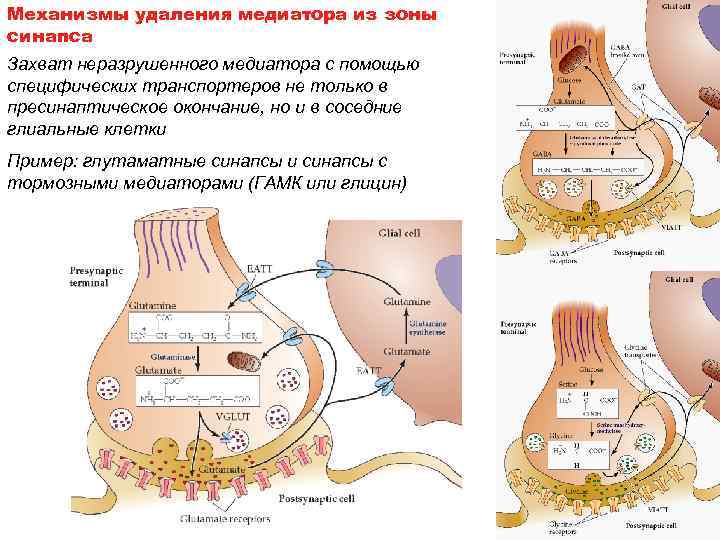 Механизмы удаления медиатора из зоны синапса Захват неразрушенного медиатора с помощью специфических транспортеров не