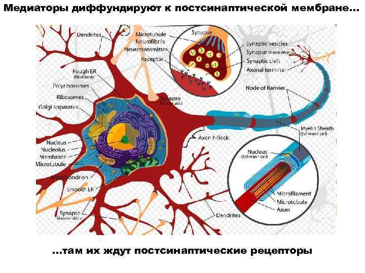 Медиаторы диффундируют к постсинаптической мембране… …там их ждут постсинаптические рецепторы 
