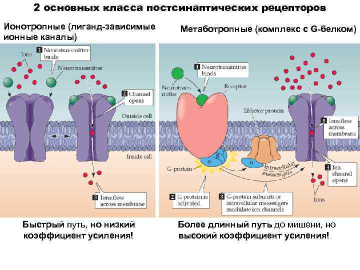 2 основных класса постсинаптических рецепторов Ионотропные (лиганд-зависимые ионные каналы) Быстрый путь, но низкий коэффициент