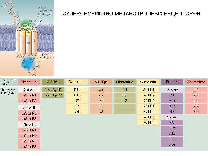 СУПЕРСЕМЕЙСТВО МЕТАБОТРОПНЫХ РЕЦЕПТОРОВ 