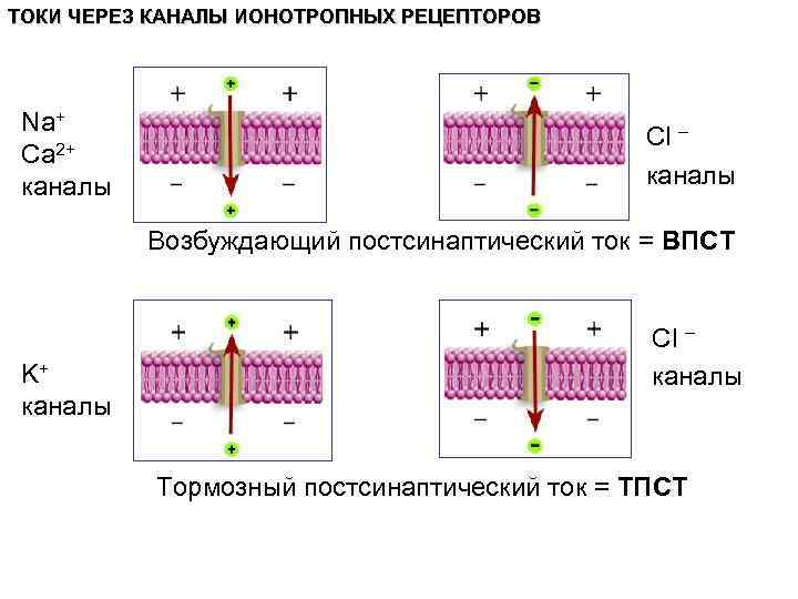 ТОКИ ЧЕРЕЗ КАНАЛЫ ИОНОТРОПНЫХ РЕЦЕПТОРОВ Na+ Ca 2+ каналы Cl – каналы Возбуждающий постсинаптический