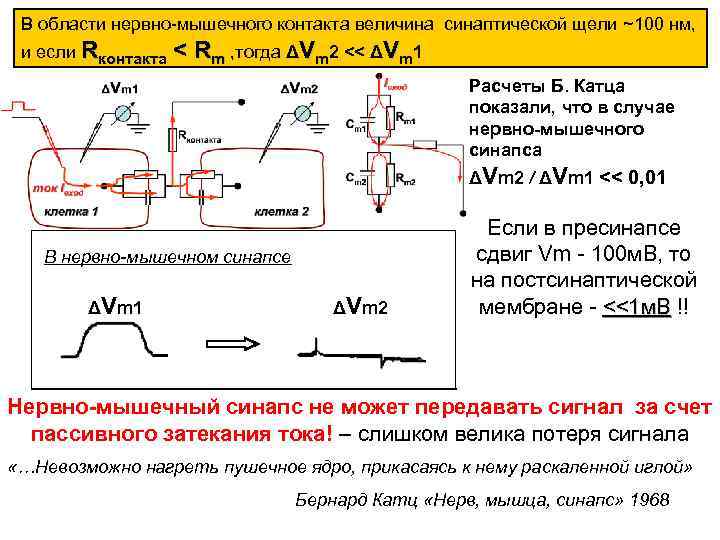 В области нервно-мышечного контакта величина синаптической щели ~100 нм, и если Rконтакта < Rm