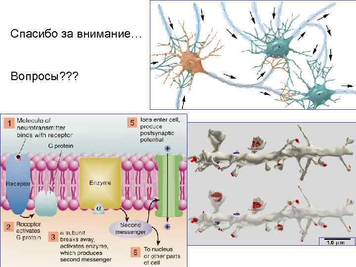 Спасибо за внимание… Вопросы? ? ? 
