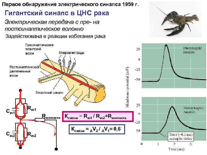 Первое обнаружение электрического синапса 1959 г. Гигантский синапс в ЦНС рака Электрическая передача с