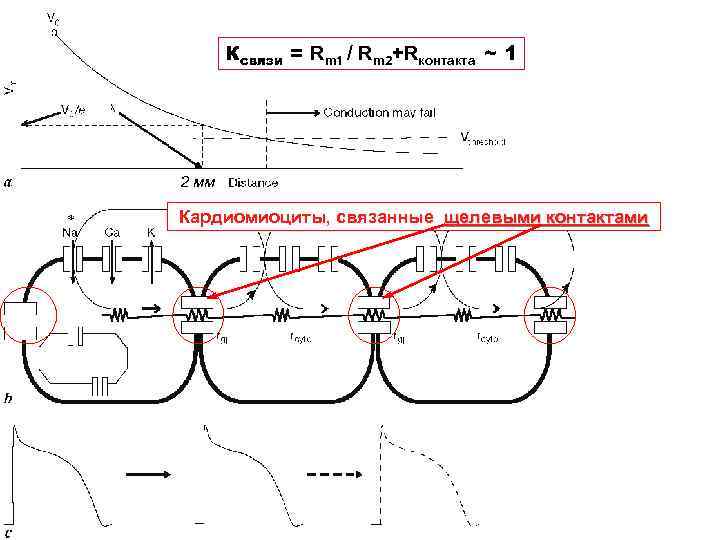 Ксвязи = Rm 1 / Rm 2+Rконтакта ~ 1 2 мм Кардиомиоциты, связанные щелевыми