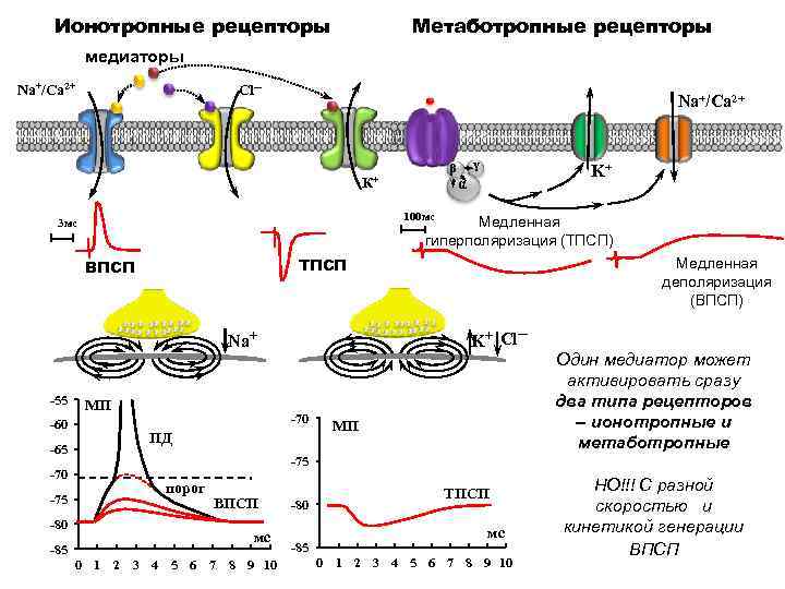 Метаботропные рецепторы это