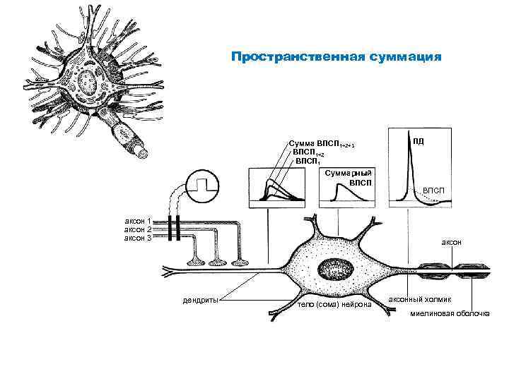 Пространственная суммация Сумма ВПСП 1+2+3 ВПСП 1+2 ВПСП 1 Суммарный ВПСП аксон 1 аксон