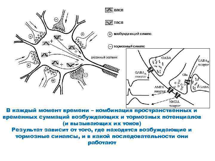 ВПСП ТПСП возбуждающий синапс тормозный синапс аксонный холмик В каждый момент времени – комбинация