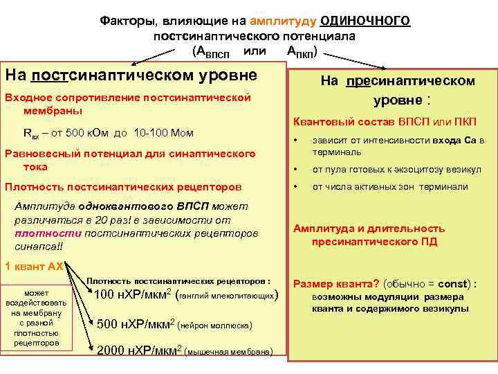 Факторы, влияющие на амплитуду ОДИНОЧНОГО постсинаптического потенциала (АВПСП или АПКП) На постсинаптическом уровне Входное