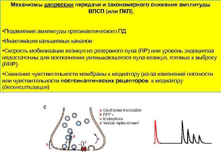 Механизмы депрессии передачи и закономерного снижения амплитуды ВПСП (или ПКП). • Подавление амплитуды пресинаптического
