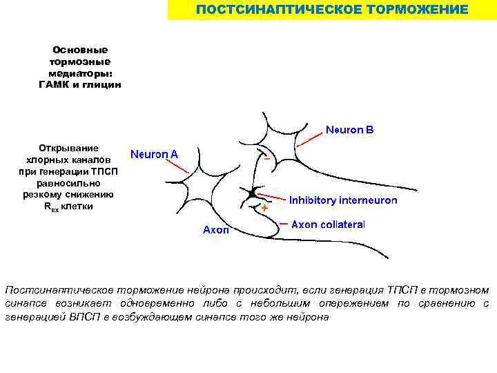 ПОСТСИНАПТИЧЕСКОЕ ТОРМОЖЕНИЕ Основные тормозные медиаторы: ГАМК и глицин Открывание хлорных каналов при генерации ТПСП