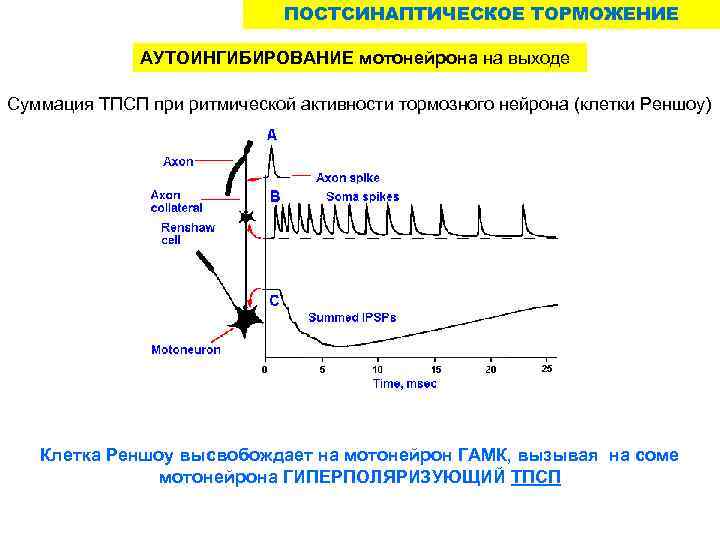 ПОСТСИНАПТИЧЕСКОЕ ТОРМОЖЕНИЕ АУТОИНГИБИРОВАНИЕ мотонейрона на выходе Суммация ТПСП при ритмической активности тормозного нейрона (клетки