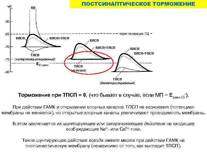 м. В ПОСТСИНАПТИЧЕСКОЕ ТОРМОЖЕНИЕ ПД -50 порог генерации ПД -65 ВПСП+ТПСП ВПСП -70 -75