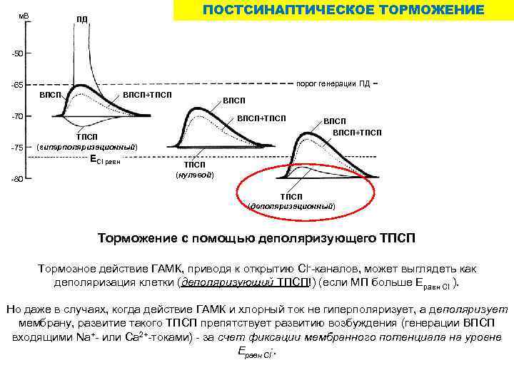 м. В ПОСТСИНАПТИЧЕСКОЕ ТОРМОЖЕНИЕ ПД -50 порог генерации ПД -65 ВПСП+ТПСП ВПСП -70 -75