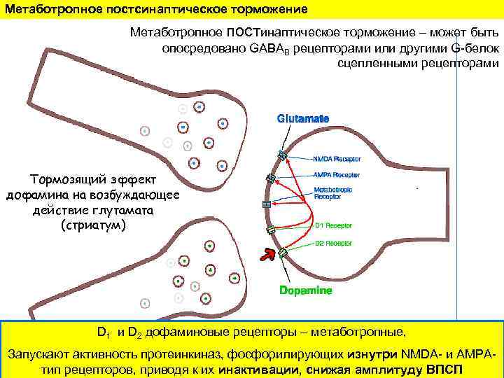 Метаботропное постсинаптическое торможение Метаботропное постинаптическое торможение – может быть опосредовано GABAВ рецепторами или другими