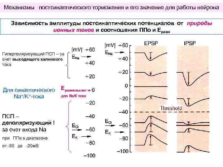 Механизмы постсинаптического торможения и его значение для работы нейрона Зависимость амплитуды постсинаптических потенциалов от