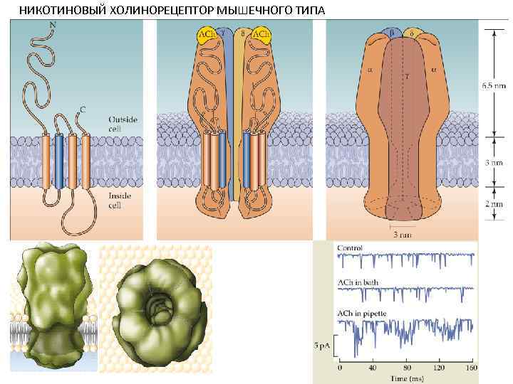 НИКОТИНОВЫЙ ХОЛИНОРЕЦЕПТОР МЫШЕЧНОГО ТИПА 
