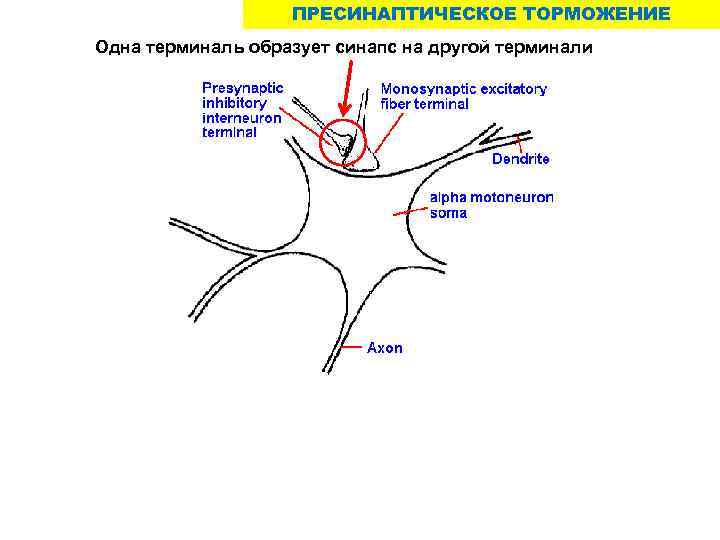 Пресинаптический синапс. Пресинаптическое. Пресинаптическое торможение синапс. Пресинаптическое торможение рисунок. Пресинаптическое раздражение.