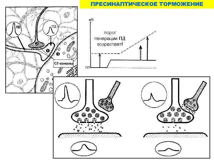 ПРЕСИНАПТИЧЕСКОЕ ТОРМОЖЕНИЕ м. В ПД ПД порог генерации ПД возрастает! Cl--каналы ПП 