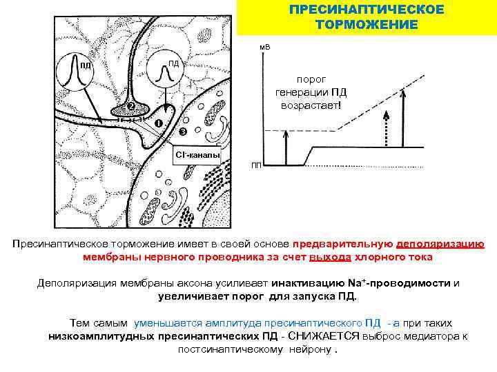 ПРЕСИНАПТИЧЕСКОЕ ТОРМОЖЕНИЕ м. В ПД ПД порог генерации ПД возрастает! Cl--каналы ПП Пресинаптическое торможение