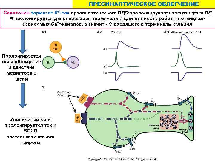 ПРЕСИНАПТИЧЕСКОЕ ОБЛЕГЧЕНИЕ Серотонин тормозит К+–ток пресинаптического ПД пролонгируется вторая фаза ПД пролонгируется деполяризация терминали