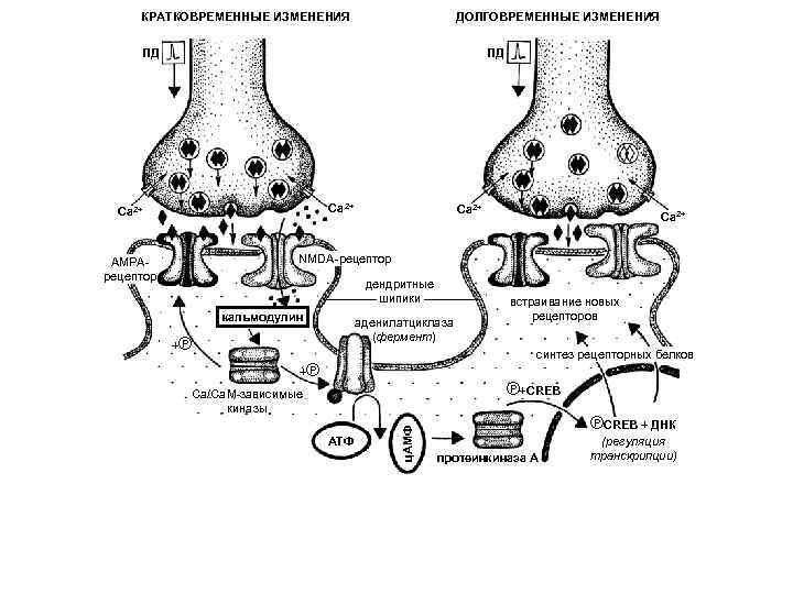 КРАТКОВРЕМЕННЫЕ ИЗМЕНЕНИЯ ДОЛГОВРЕМЕННЫЕ ИЗМЕНЕНИЯ ПД ПД Ca 2+ NMDA-рецептор AMPAрецептор дендритные шипики кальмодулин аденилатциклаза