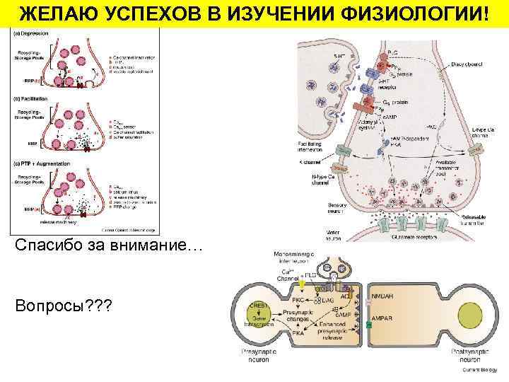 ЖЕЛАЮ УСПЕХОВ В ИЗУЧЕНИИ ФИЗИОЛОГИИ! Спасибо за внимание… Вопросы? ? ? 