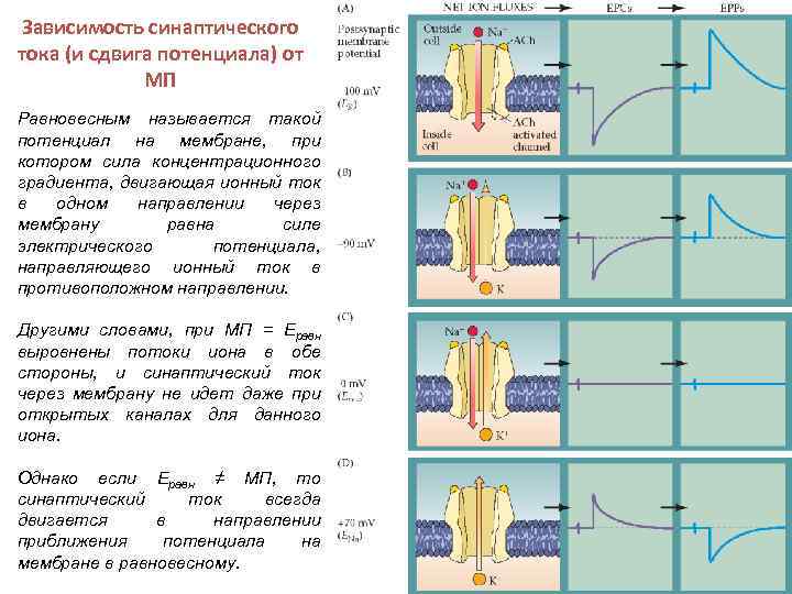 Зависимость синаптического тока (и сдвига потенциала) от МП Равновесным называется такой потенциал на мембране,