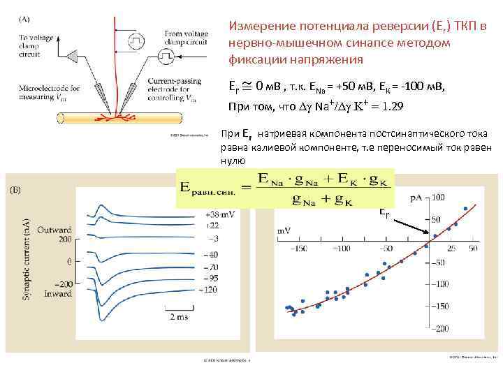 Измерение потенциалов. Потенциал реверсии формула. Потенциал реверсии физиология. Метод фиксации напряжения. Реверсия это физиология.