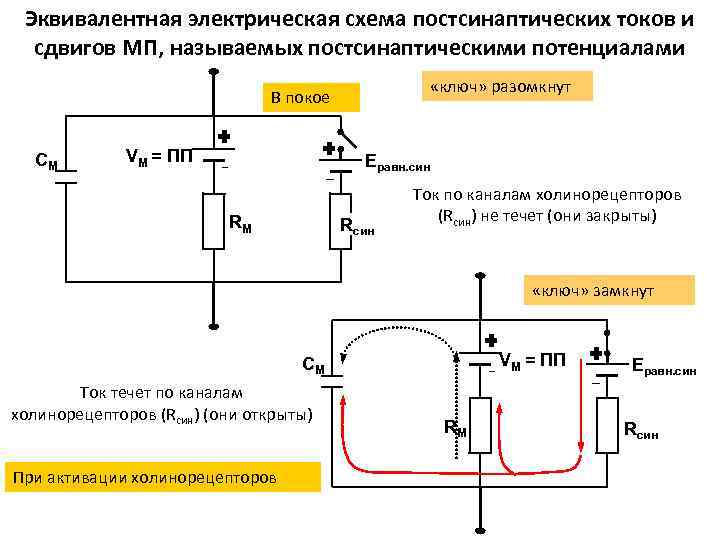 Эквивалентная электрическая схема тканей