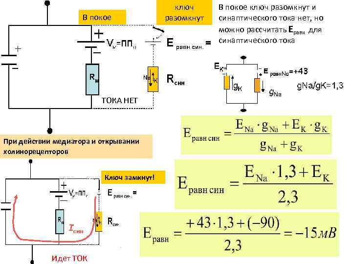 В покое ТОКА НЕТ При действии медиатора и открывании холинорецепторов Ключ замкнут! Iсин Идет