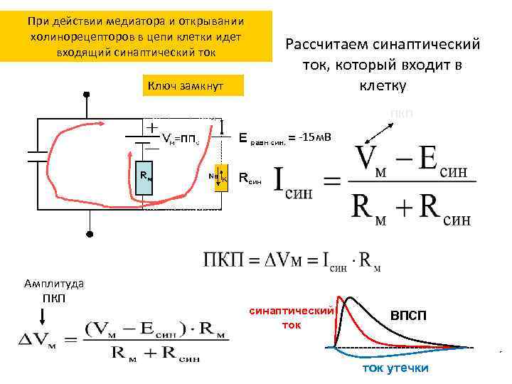 При действии медиатора и открывании холинорецепторов в цепи клетки идет входящий синаптический ток Ключ
