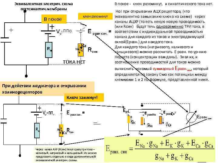 Эквивалентная электрич. схема постсинаптич. мембраны В покое - ключ разомкнут, и синаптического тока нет.