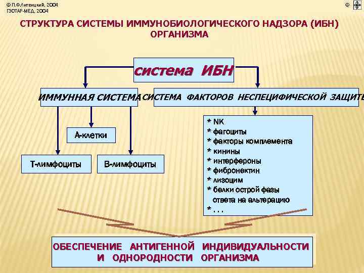 © П. Ф. Литвицкий, 2004 ГЭОТАР-МЕД, 2004 © СТРУКТУРА СИСТЕМЫ ИММУНОБИОЛОГИЧЕСКОГО НАДЗОРА (ИБН) ОРГАНИЗМА