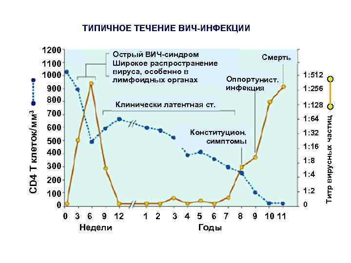 ТИПИЧНОЕ ТЕЧЕНИЕ ВИЧ-ИНФЕКЦИИ 1100 1000 CD 4 T клеток/мм 3 900 800 Острый ВИЧ-синдром