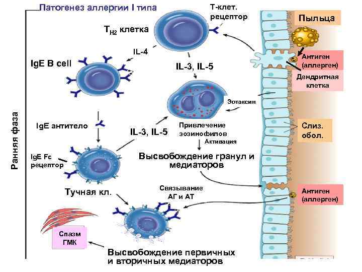 T-клет. рецептор Патогенез аллергии I типа Пыльца TH 2 клетка IL-4 Ig. E B