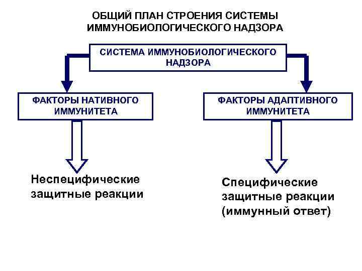 Адаптивный фактор. Система иммунобиологического надзора функции. Патологическая физиология система иммунобиологического надзора. Структура иммунобиологического надзора. Структура, функции и роль системы иммунобиологического надзора.