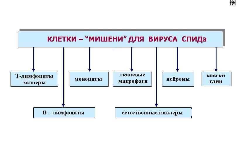 КЛЕТКИ – “МИШЕНИ” ДЛЯ ВИРУСА СПИДа Т-лимфоциты хелперы моноциты В – лимфоциты тканевые макрофаги