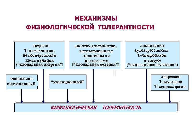 МЕХАНИЗМЫ ФИЗИОЛОГИЧЕСКОЙ ТОЛЕРАНТНОСТИ анергия Т-лимфоцитов, не подвергшихся костимуляции (“клональная анергия”) клональноселекционный апоптоз лимфоцитов, активированных