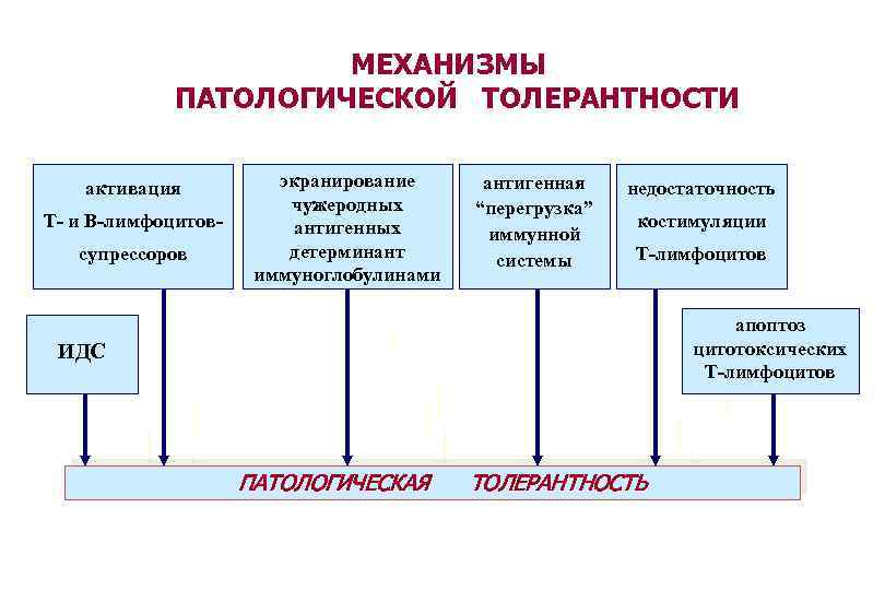 МЕХАНИЗМЫ ПАТОЛОГИЧЕСКОЙ ТОЛЕРАНТНОСТИ активация Т- и В-лимфоцитовсупрессоров экранирование чужеродных антигенных детерминант иммуноглобулинами антигенная “перегрузка”