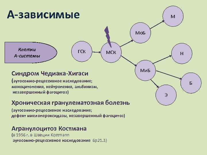 А-зависимые М Мо. Б Клетки А-системы ГСК МСК Синдром Чедиака-Хигаси Н Ми. Б (аутосомно-рецессивное